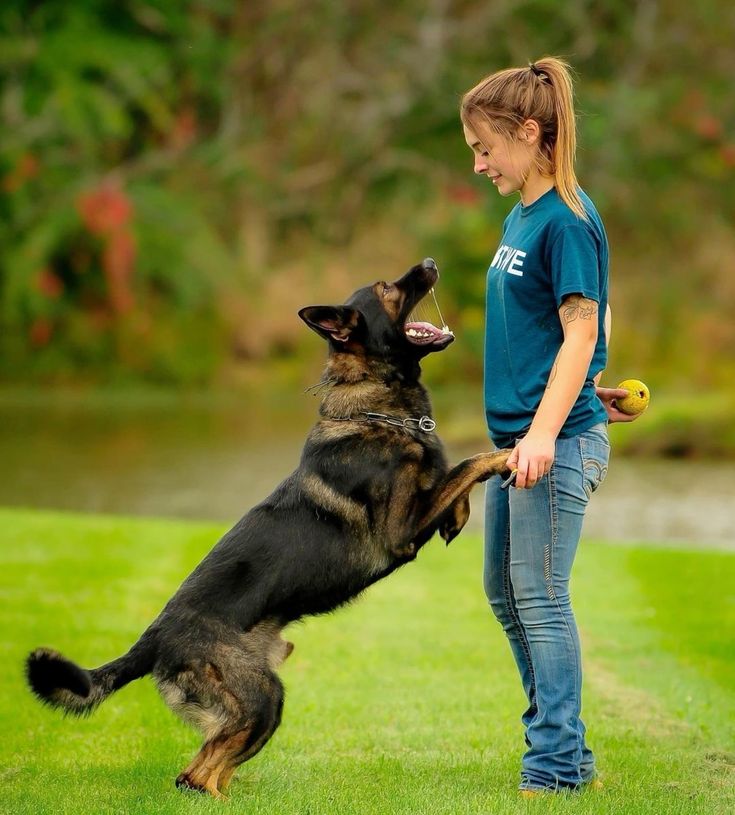Service Dog Training